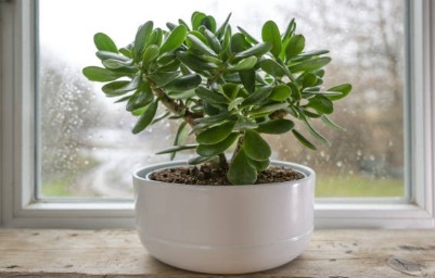 Tanaman keberuntungan di tahun 2026. Foto: Malangtimes - compleatthought.com